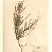 Artemisia capillaris Thunb